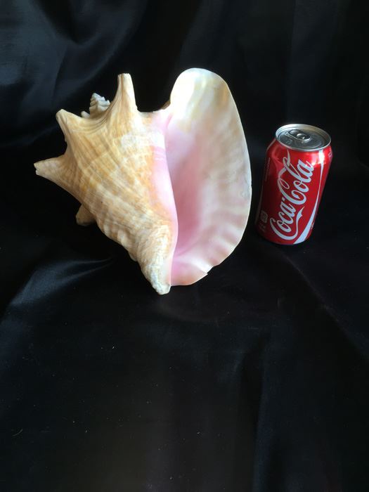 Large Conch Shell [Photo 1]