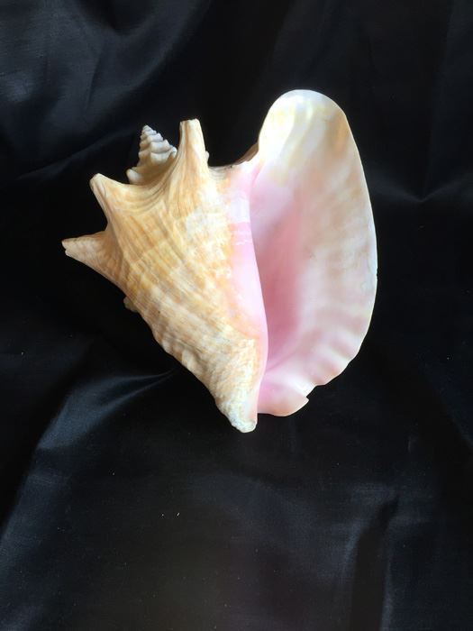 Large Conch Shell [Photo 3]
