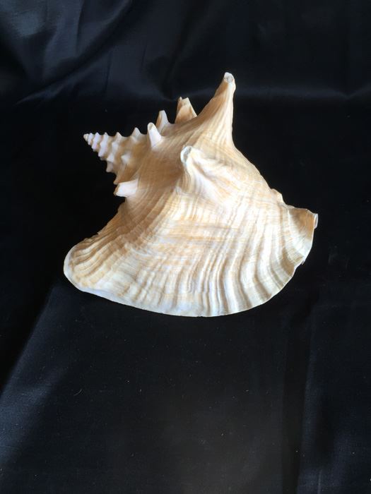 Large Conch Shell