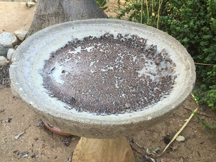 Vintage Bird Bath [Photo 2]