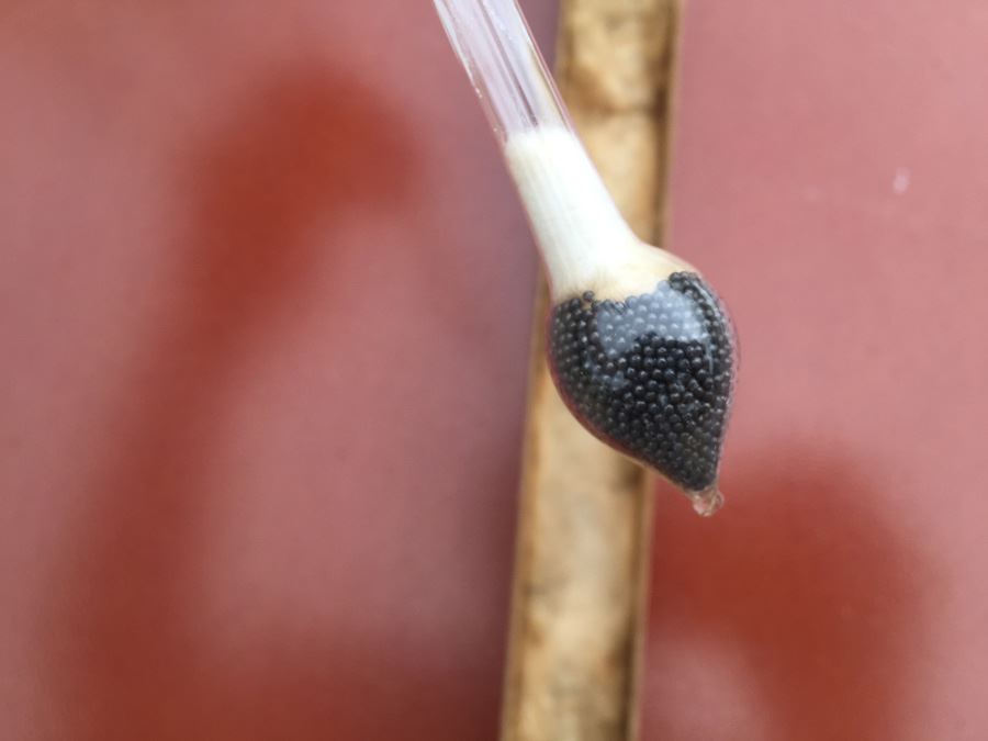 U.S. Custom House Hydrometer With Original Box [Photo 9]