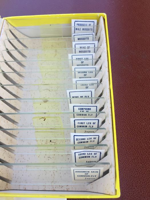 MILBEN Slides Of Assorted Blood Suckers & Noxious Insects For Young Scientists [Photo 3]