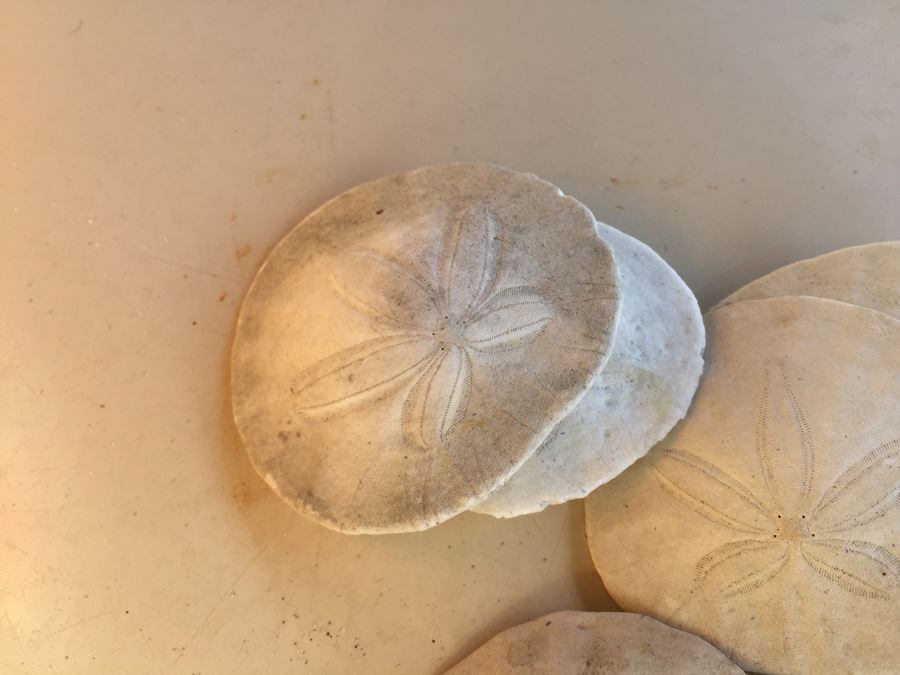 Sand Dollar Lot [Photo 4]