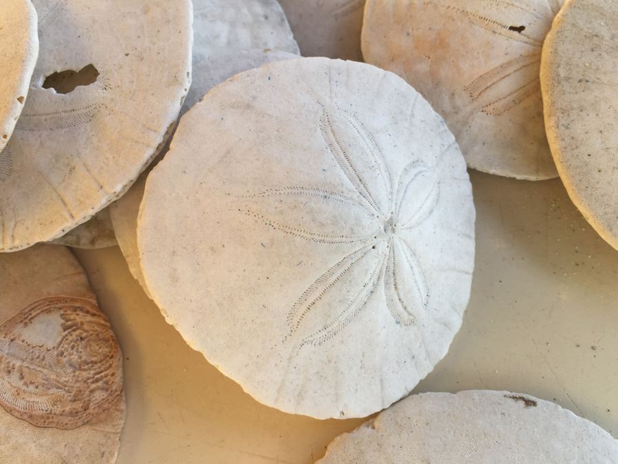 Sand Dollar Lot [Photo 2]