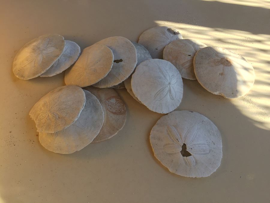 Sand Dollar Lot [Photo 1]