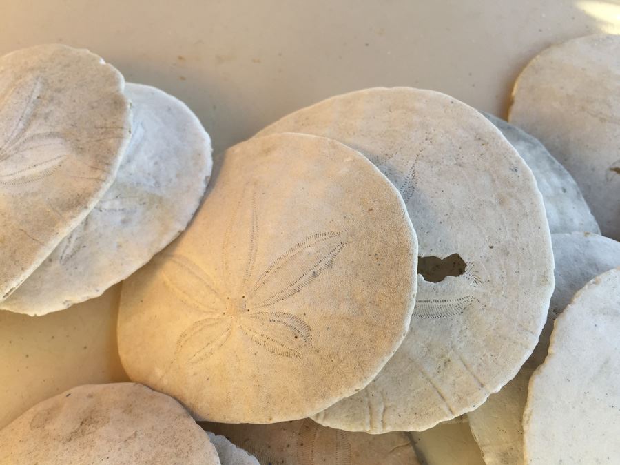 Sand Dollar Lot [Photo 3]