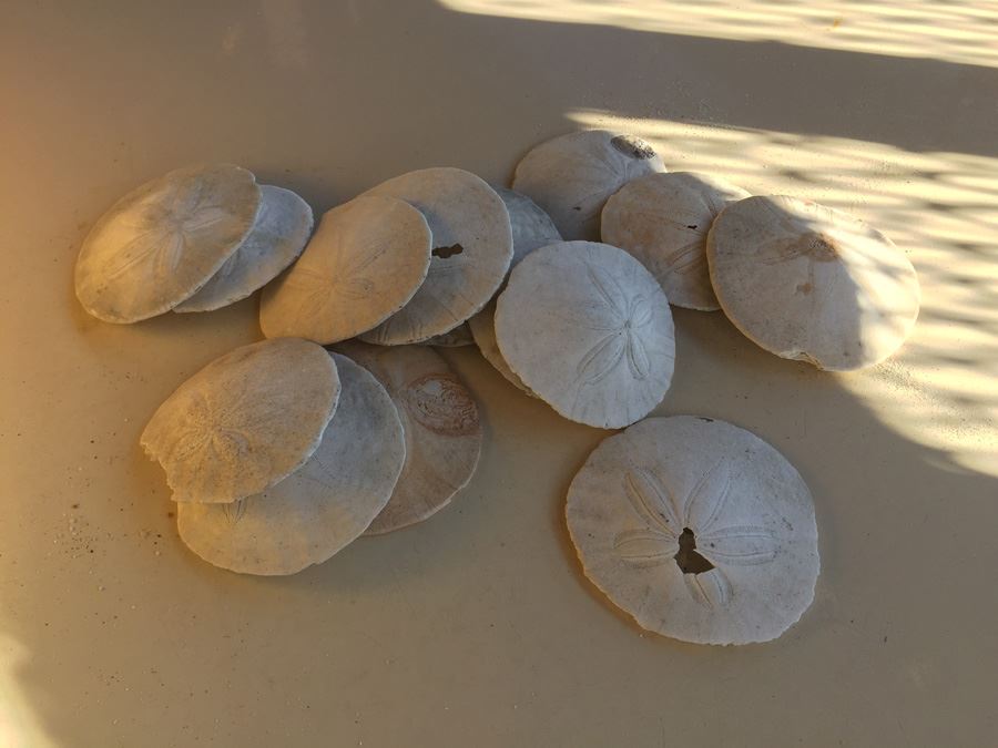 Sand Dollar Lot [Photo 5]
