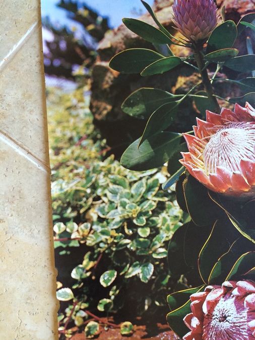 Original Vintage South Africa Travel Poster [Photo 4]