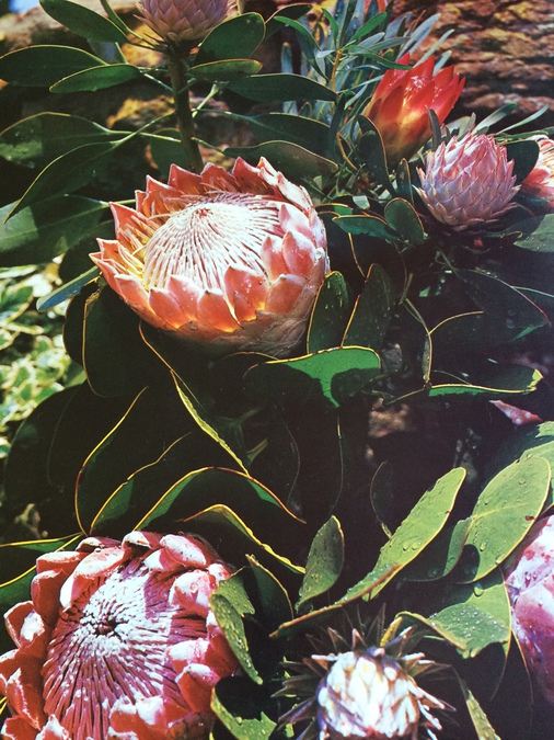 Original Vintage South Africa Travel Poster [Photo 5]