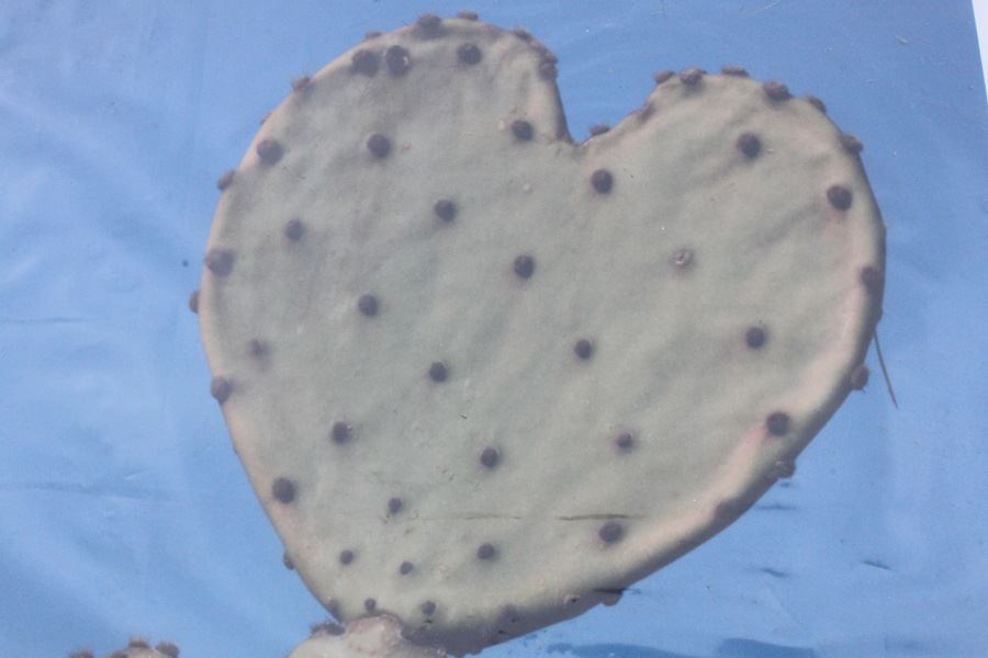 Photograph Of Heart Shaped Cactus Signed Jay Smith [Photo 3]