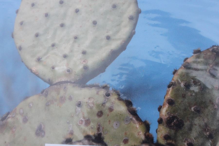 Photograph Of Heart Shaped Cactus Signed Jay Smith [Photo 4]