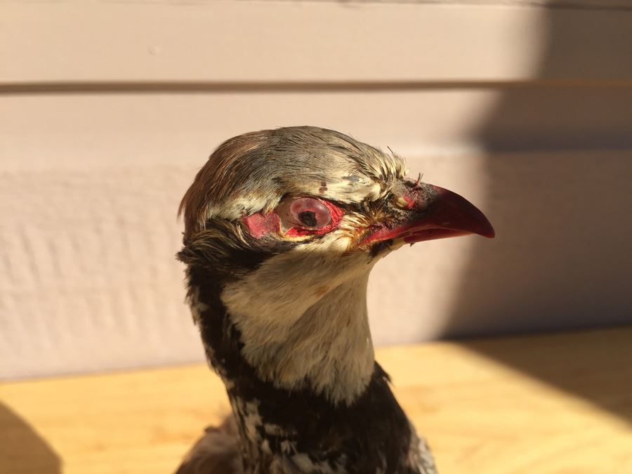 Vintage Taxidermy Bird [Photo 2]