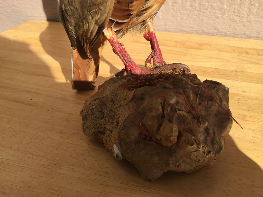 Vintage Taxidermy Bird [Photo 5]