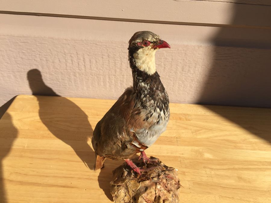 Vintage Taxidermy Bird [Photo 3]