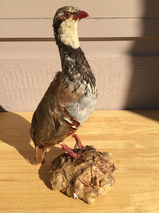 Vintage Taxidermy Bird [Photo 1]
