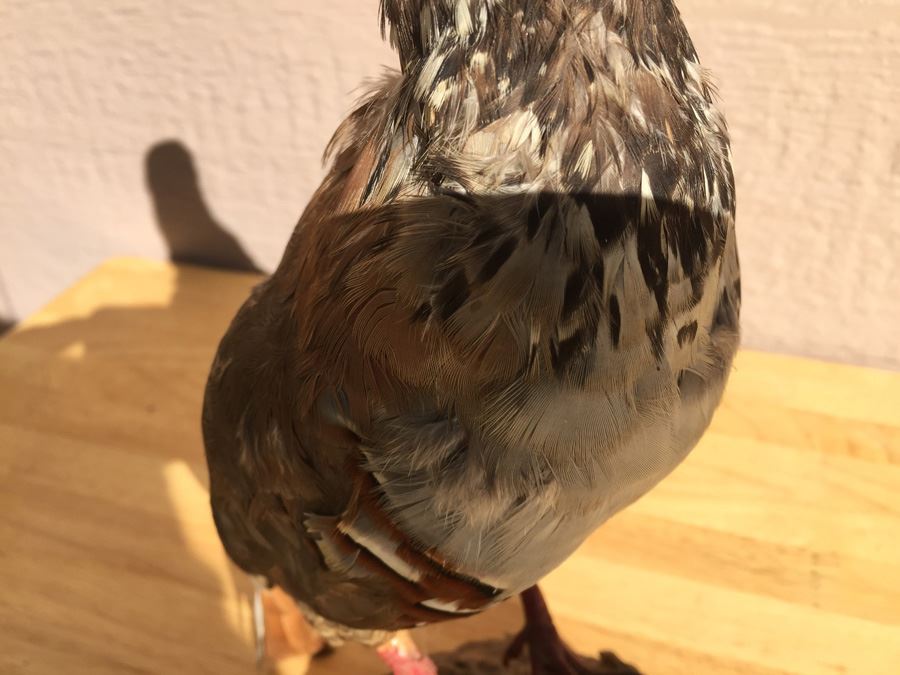 Vintage Taxidermy Bird [Photo 4]