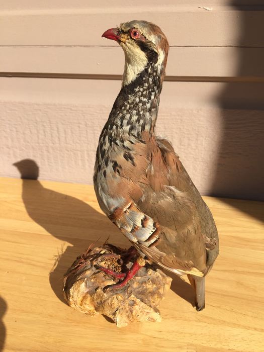 Vintage Taxidermy Bird [Photo 7]