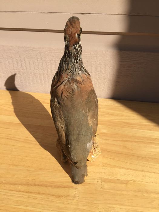 Vintage Taxidermy Bird [Photo 6]