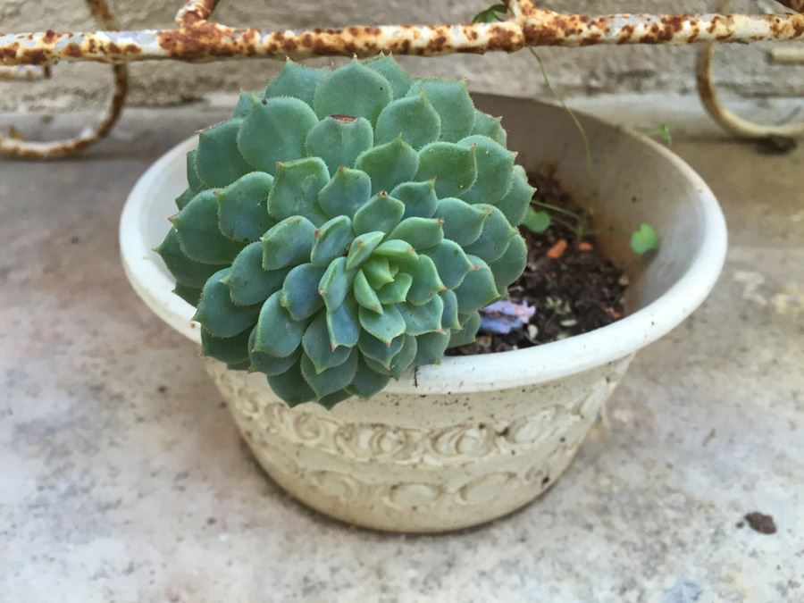 Metal Garden Planter Filled With Potted Plants [Photo 12]