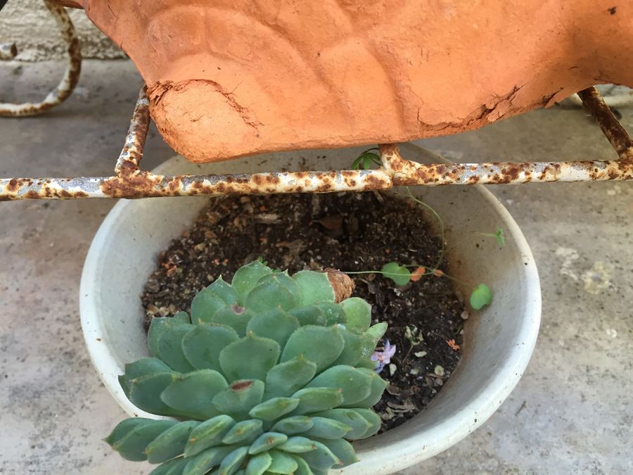 Metal Garden Planter Filled With Potted Plants [Photo 13]