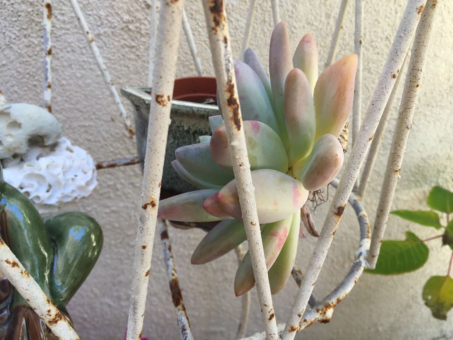 Metal Garden Planter Filled With Potted Plants [Photo 8]