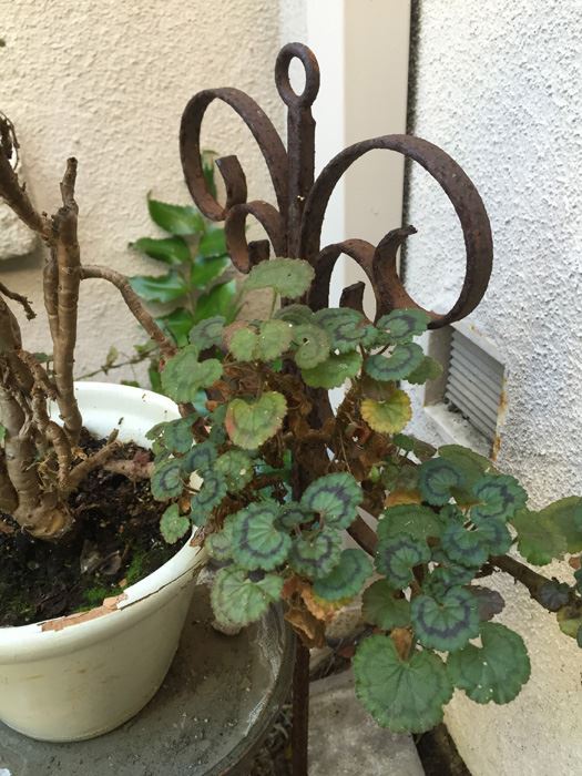 Metal Planter Pot Stand With Potted Plant [Photo 5]