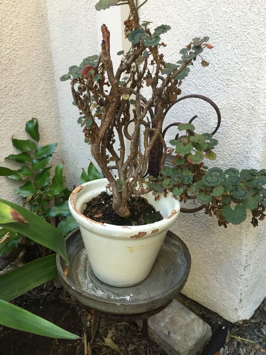 Metal Planter Pot Stand With Potted Plant [Photo 2]