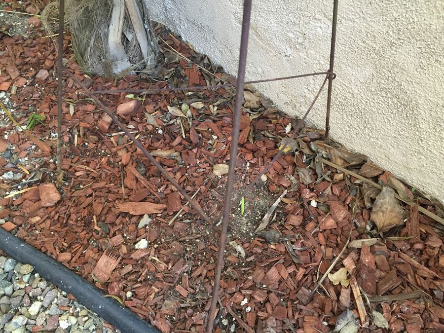 Metal Pot Stand With Potted Plant [Photo 4]