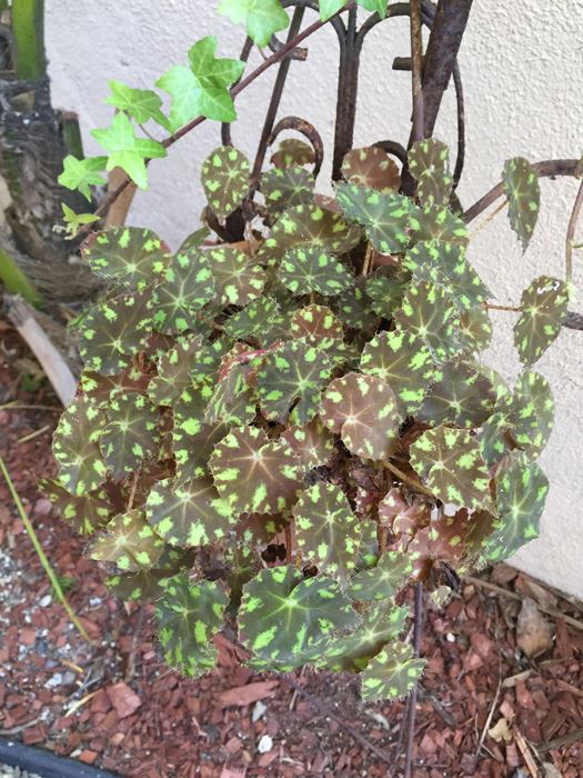 Metal Pot Stand With Potted Plant [Photo 2]