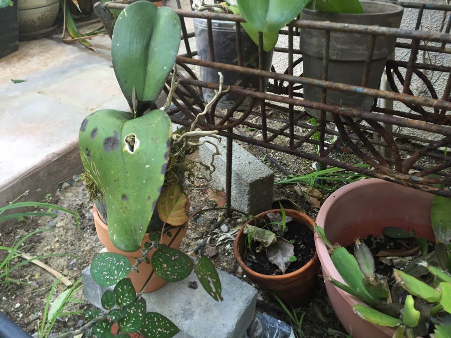 Long Raised Metal Planter Filled With Potted Plants - NOTE: More Pots Added [Photo 13]