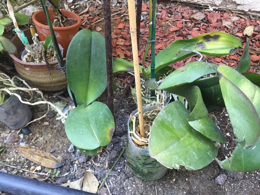 Long Raised Metal Planter Filled With Potted Plants - NOTE: More Pots Added [Photo 8]