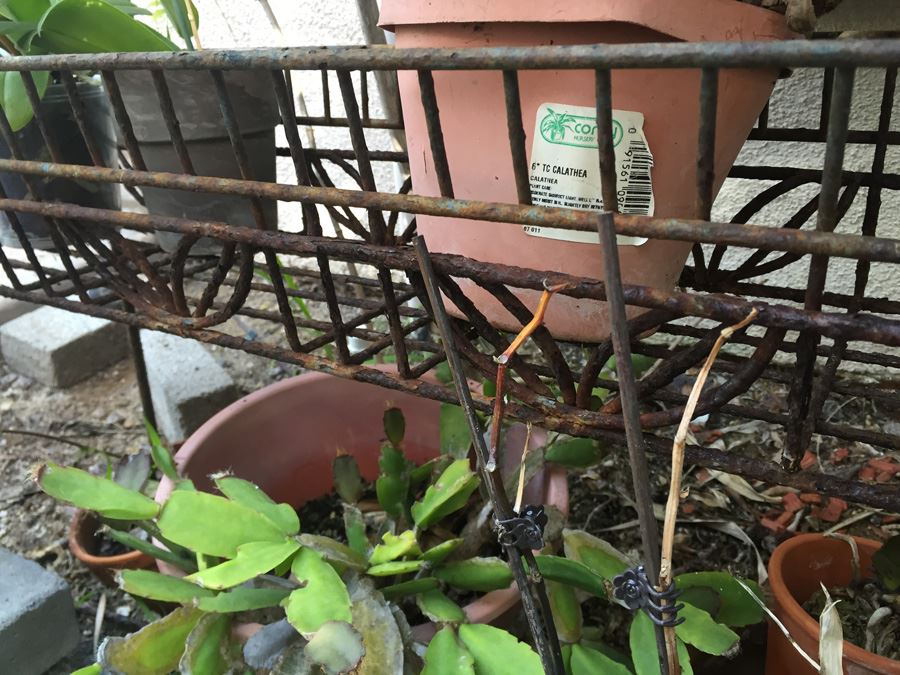 Long Raised Metal Planter Filled With Potted Plants - NOTE: More Pots Added [Photo 11]