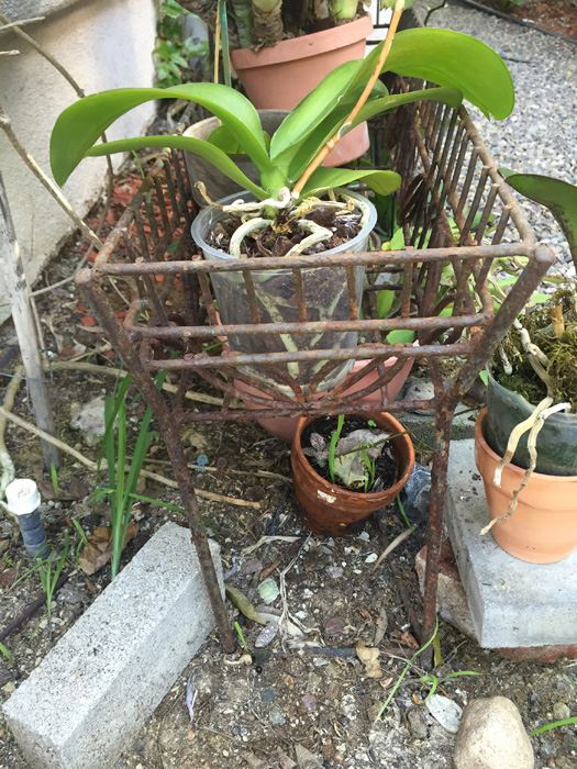 Long Raised Metal Planter Filled With Potted Plants - NOTE: More Pots Added [Photo 3]