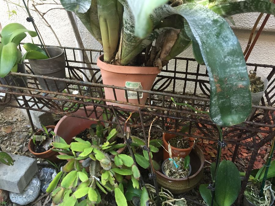 Long Raised Metal Planter Filled With Potted Plants - NOTE: More Pots Added