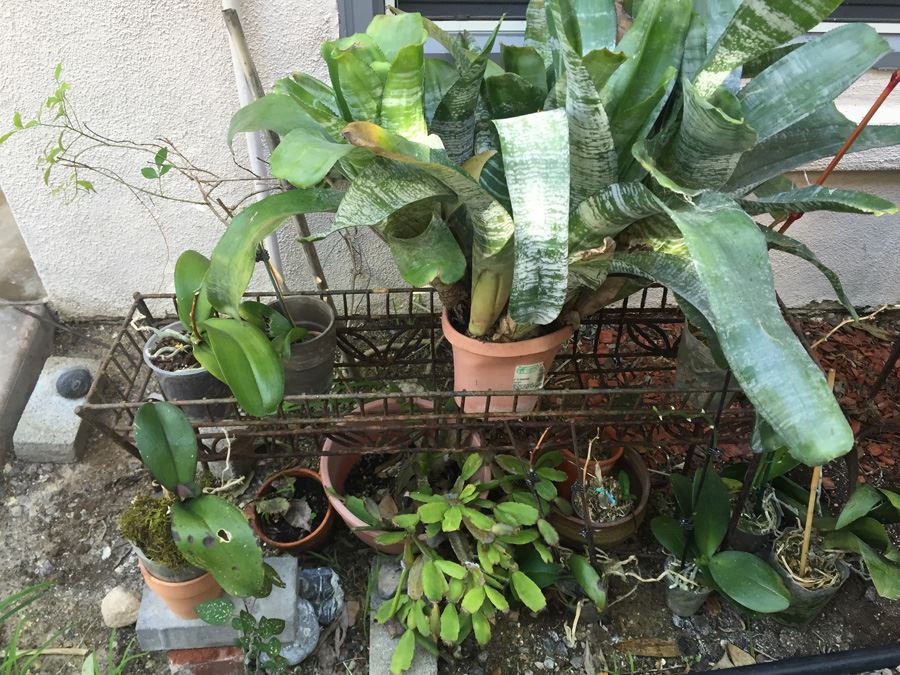 Long Raised Metal Planter Filled With Potted Plants - NOTE: More Pots Added [Photo 4]