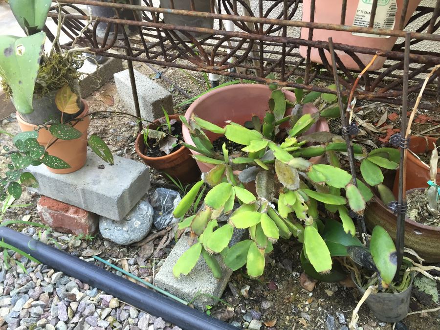 Long Raised Metal Planter Filled With Potted Plants - NOTE: More Pots Added [Photo 7]