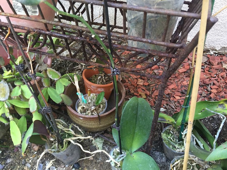 Long Raised Metal Planter Filled With Potted Plants - NOTE: More Pots Added [Photo 9]