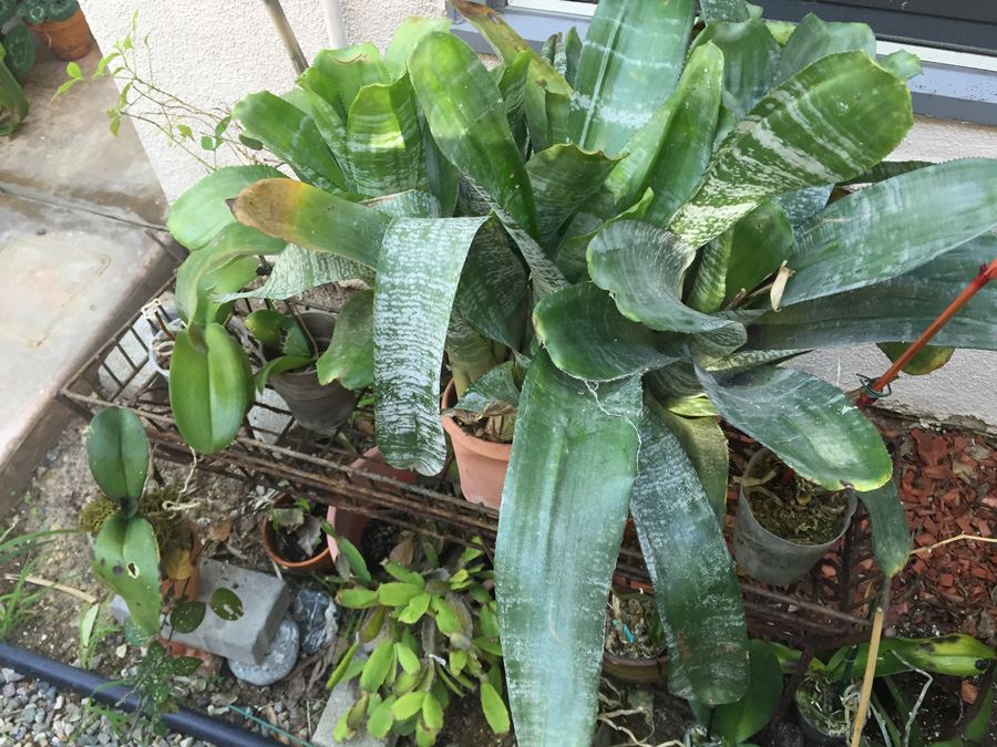 Long Raised Metal Planter Filled With Potted Plants - NOTE: More Pots Added [Photo 6]