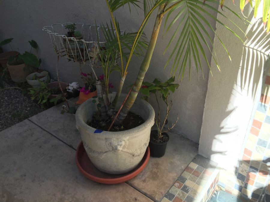 Large Potted Palm Tree [Photo 8]