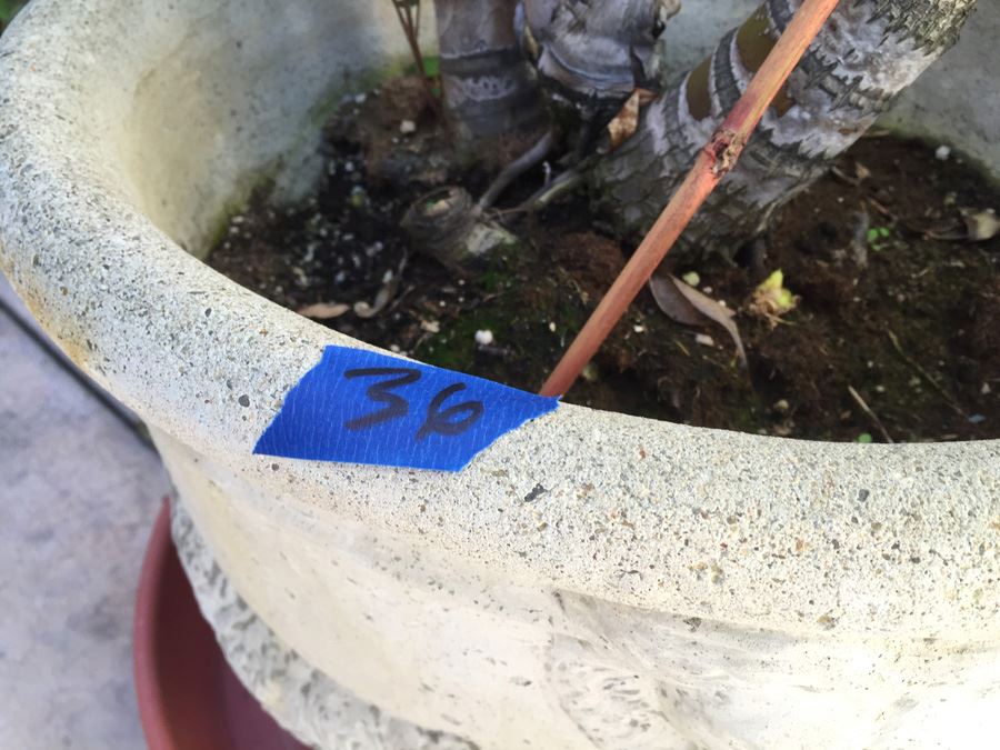 Large Potted Palm Tree [Photo 3]