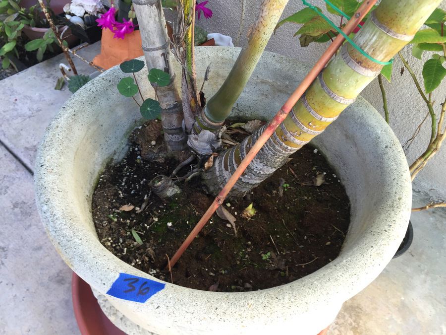 Large Potted Palm Tree [Photo 4]