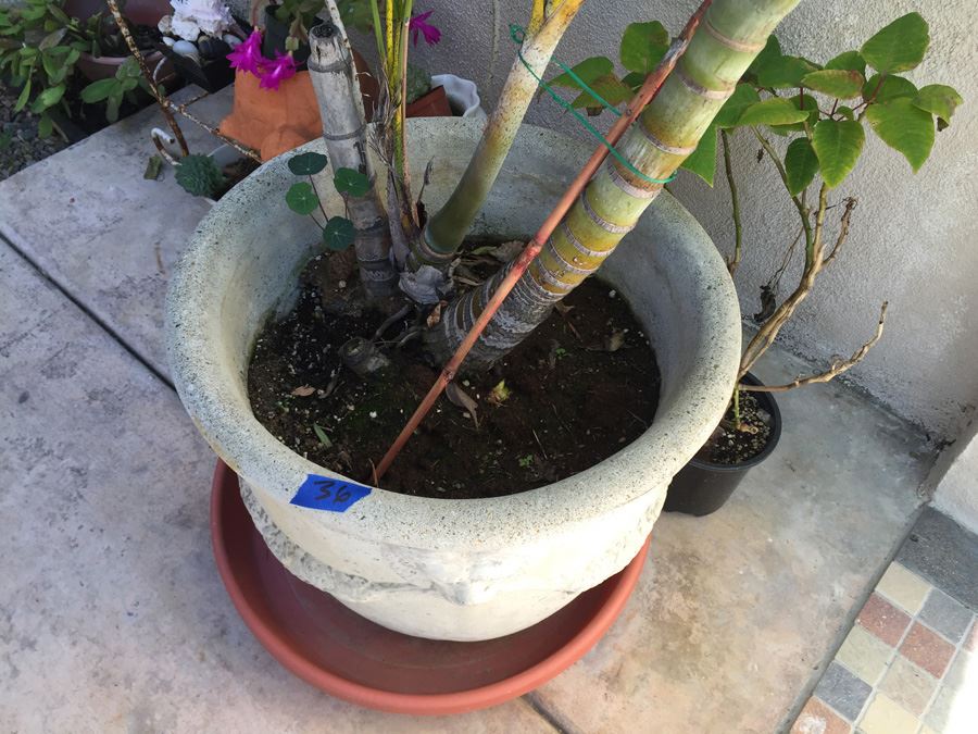 Large Potted Palm Tree [Photo 5]