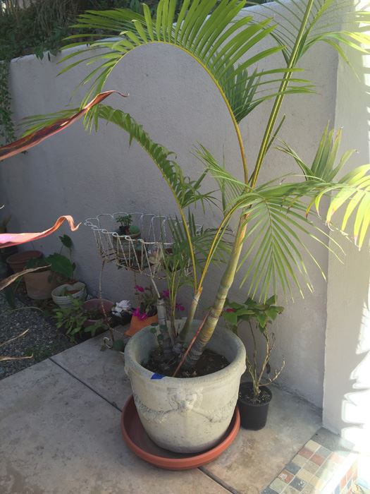 Large Potted Palm Tree [Photo 1]