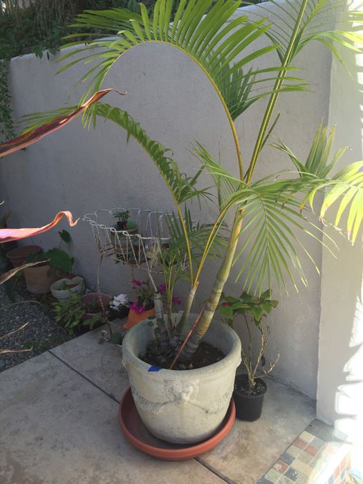 Large Potted Palm Tree