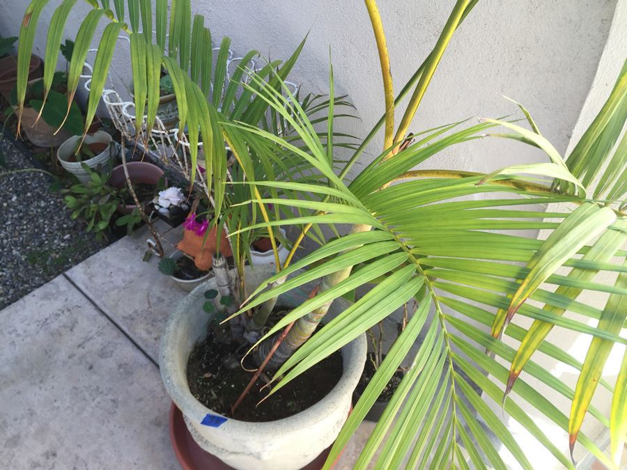 Large Potted Palm Tree