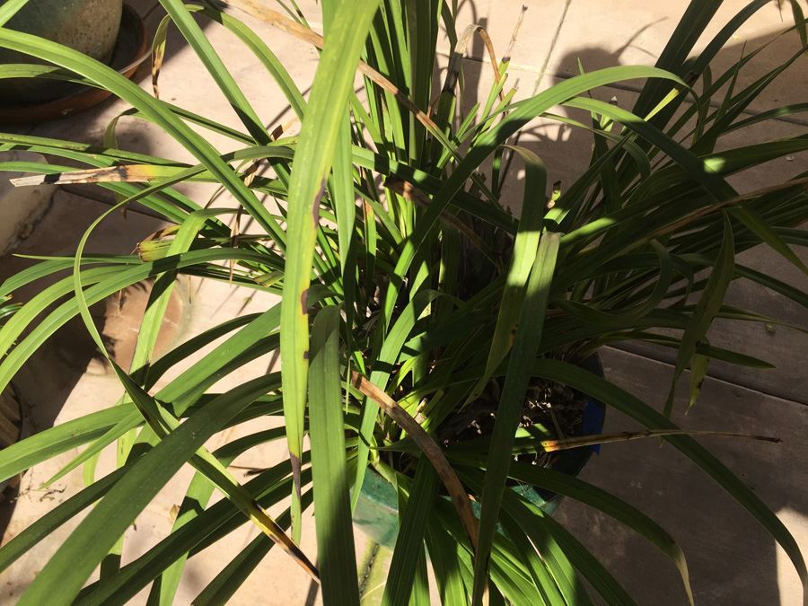 Large Potted Plant With Green Glazed Pot [Photo 5]