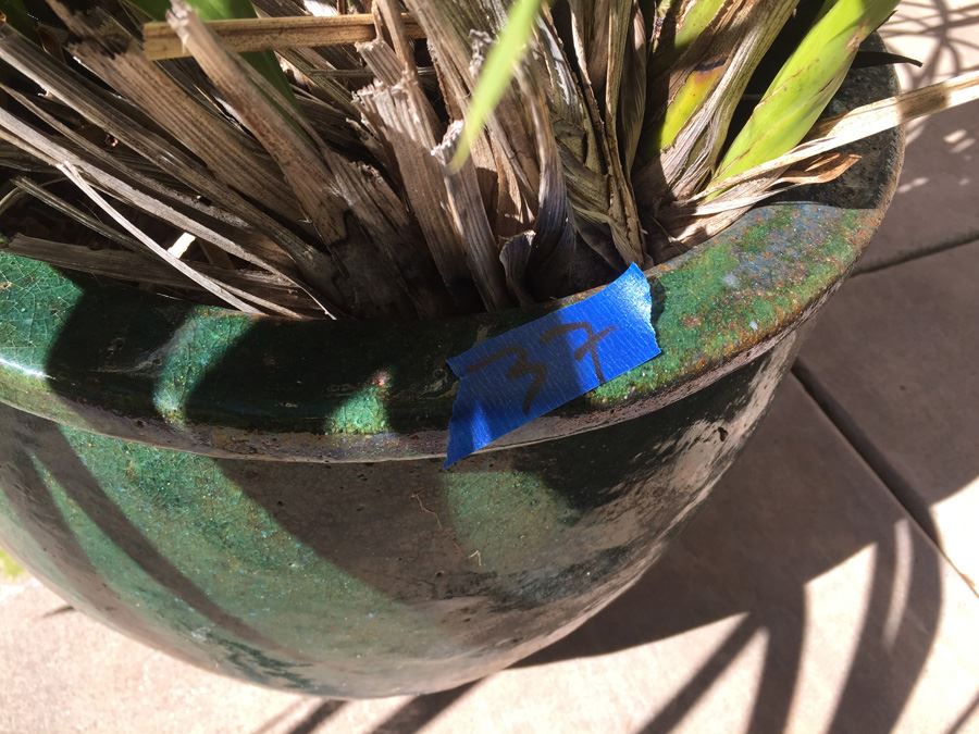 Large Potted Plant With Green Glazed Pot [Photo 4]