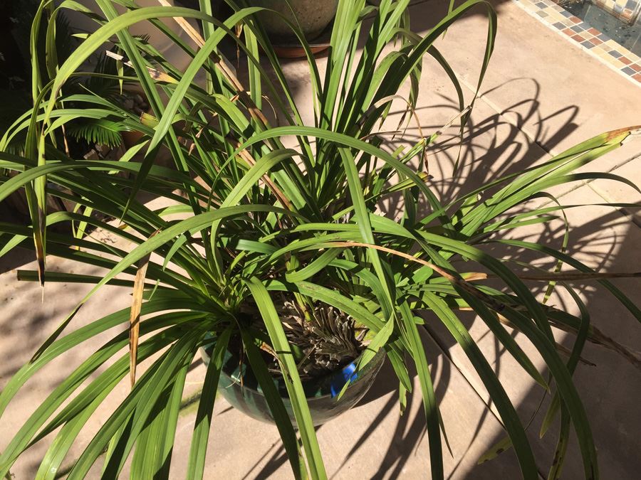 Large Potted Plant With Green Glazed Pot [Photo 3]