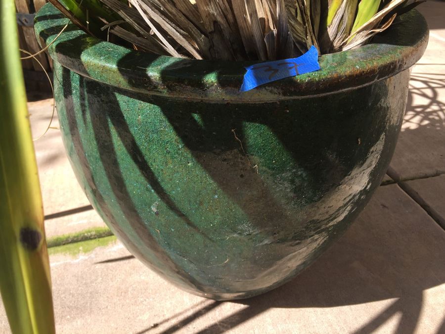 Large Potted Plant With Green Glazed Pot [Photo 2]