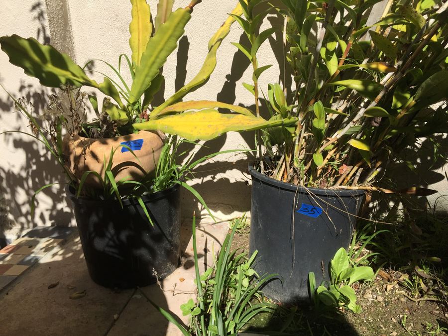 (4) Potted Plant Lot [Photo 5]